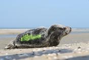 grijze zeehond (halichoerus prypus) 3-2022 8891